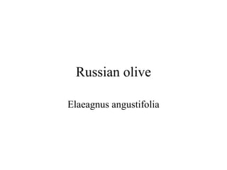 Russian olive 
Elaeagnus angustifolia 
 