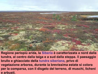 Regione perlopiù arida, la Siberia è caratterizzata a nord dalla
tundra, al centro dalla taiga e a sud dalla steppa. ll paesaggio
brullo e ghiacciato della tundra siberiana, privo di
vegetazione arborea, durante la brevissima estate si colora
per la comparsa, con il disgelo del terreno, di muschi, licheni
e arbusti.
 