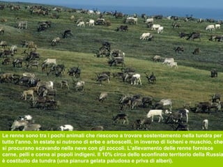 Le renne sono tra i pochi animali che riescono a trovare sostentamento nella tundra per
tutto l'anno. In estate si nutrono di erbe e arboscelli, in inverno di licheni e muschio, che
si procurano scavando nella neve con gli zoccoli. L'allevamento delle renne fornisce
carne, pelli e corna ai popoli indigeni. Il 10% circa dello sconfinato territorio della Russia
è costituito da tundra (una pianura gelata paludosa e priva di alberi).
 