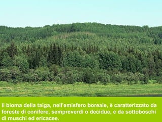 Il bioma della taiga, nell'emisfero boreale, è caratterizzato da
foreste di conifere, sempreverdi o decidue, e da sottoboschi
di muschi ed ericacee.
 