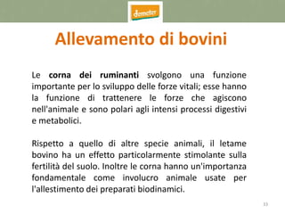 33
Allevamento di bovini
Le corna dei ruminanti svolgono una funzione
importante per lo sviluppo delle forze vitali; esse hanno
la funzione di trattenere le forze che agiscono
nell'animale e sono polari agli intensi processi digestivi
e metabolici.
Rispetto a quello di altre specie animali, il letame
bovino ha un effetto particolarmente stimolante sulla
fertilità del suolo. Inoltre le corna hanno un'importanza
fondamentale come involucro animale usate per
l'allestimento dei preparati biodinamici.
 