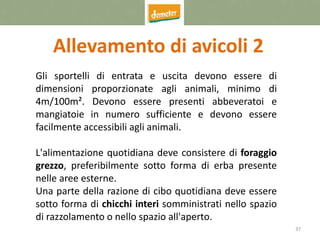37
Allevamento di avicoli 2
Gli sportelli di entrata e uscita devono essere di
dimensioni proporzionate agli animali, minimo di
4m/100m². Devono essere presenti abbeveratoi e
mangiatoie in numero sufficiente e devono essere
facilmente accessibili agli animali.
L'alimentazione quotidiana deve consistere di foraggio
grezzo, preferibilmente sotto forma di erba presente
nelle aree esterne.
Una parte della razione di cibo quotidiana deve essere
sotto forma di chicchi interi somministrati nello spazio
di razzolamento o nello spazio all'aperto.
 
