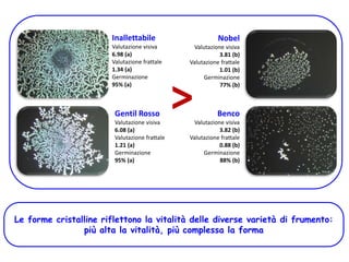 Le forme cristalline riflettono la vitalità delle diverse varietà di frumento:
più alta la vitalità, più complessa la forma
Inallettabile
Valutazione visiva
6.98 (a)
Valutazione frattale
1.34 (a)
Germinazione
95% (a)
>Gentil Rosso
Valutazione visiva
6.08 (a)
Valutazione frattale
1.21 (a)
Germinazione
95% (a)
Benco
Valutazione visiva
3.82 (b)
Valutazione frattale
0.88 (b)
Germinazione
88% (b)
Nobel
Valutazione visiva
3.81 (b)
Valutazione frattale
1.01 (b)
Germinazione
77% (b)
 