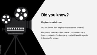 Did you know?
Elephants and storms.
Did you know that elephants can sense storms?
Elephants may be able to detect a thunderstorm
from hundreds of miles away, and will head towards
it, looking for water.
 