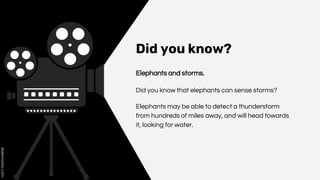Did you know?
Elephants and storms.
Did you know that elephants can sense storms?
Elephants may be able to detect a thunderstorm
from hundreds of miles away, and will head towards
it, looking for water.
 