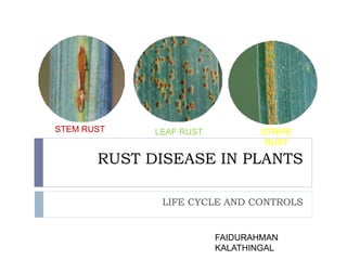 RUST DISEASE IN PLANTS
LIFE CYCLE AND CONTROLS
FAIDURAHMAN
KALATHINGAL
STEM RUST LEAF RUST STRIPE
RUST
 