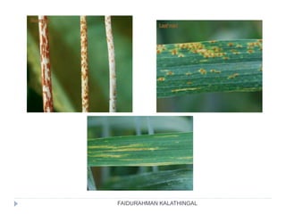 FAIDURAHMAN KALATHINGAL
 