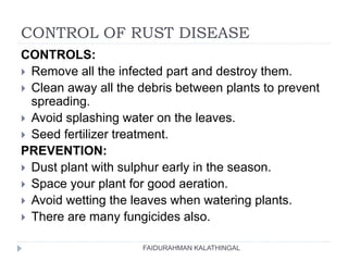 CONTROL OF RUST DISEASE
FAIDURAHMAN KALATHINGAL
CONTROLS:
 Remove all the infected part and destroy them.
 Clean away all the debris between plants to prevent
spreading.
 Avoid splashing water on the leaves.
 Seed fertilizer treatment.
PREVENTION:
 Dust plant with sulphur early in the season.
 Space your plant for good aeration.
 Avoid wetting the leaves when watering plants.
 There are many fungicides also.
 