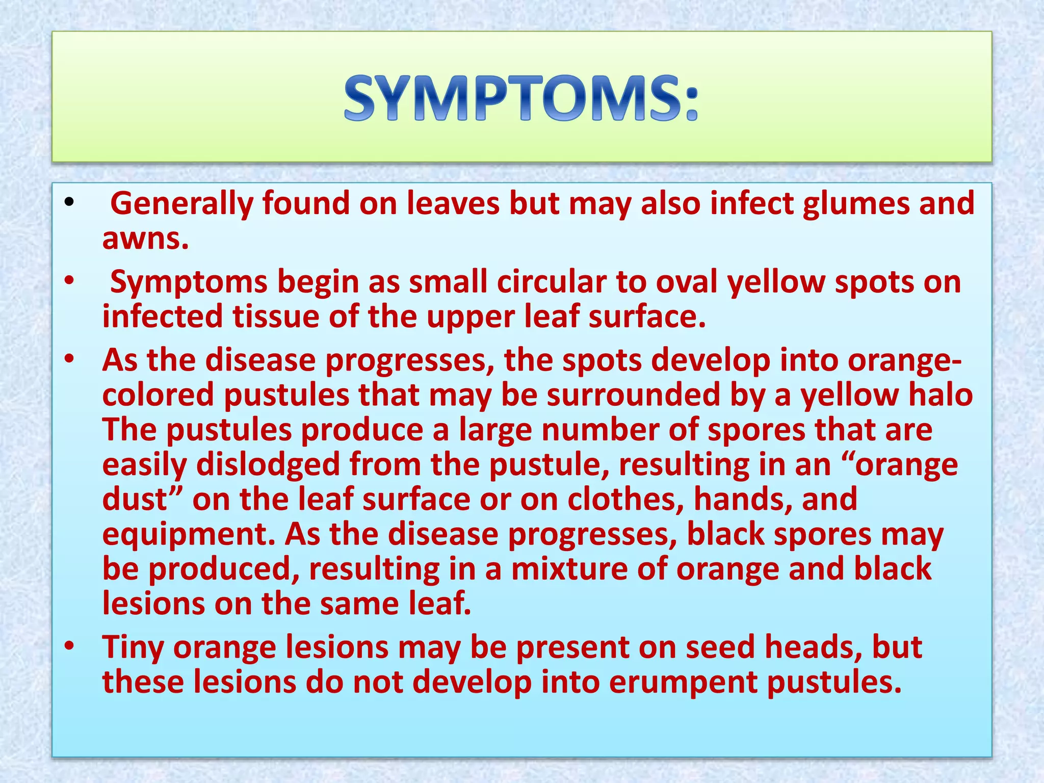 Rust diseases of wheat | PPTX