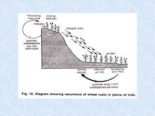 Rust diseases of wheat | PPTX