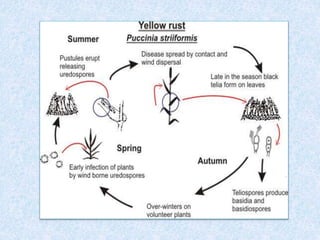 Rust diseases of wheat | PPTX