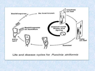 Rust diseases of wheat | PPTX