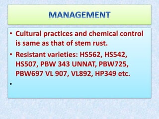 Rust diseases of wheat | PPTX