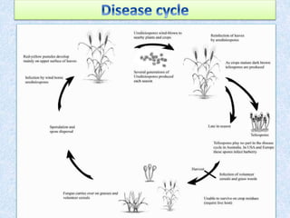 Rust diseases of wheat | PPTX