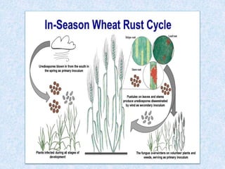 Rust diseases of wheat | PPTX