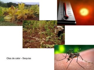 Olas de calor - Sequías
 