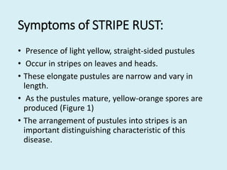 Symptoms of STRIPE RUST:
• Presence of light yellow, straight-sided pustules
• Occur in stripes on leaves and heads.
• These elongate pustules are narrow and vary in
length.
• As the pustules mature, yellow-orange spores are
produced (Figure 1)
• The arrangement of pustules into stripes is an
important distinguishing characteristic of this
disease.
 