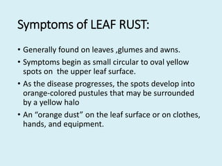Symptoms of LEAF RUST:
• Generally found on leaves ,glumes and awns.
• Symptoms begin as small circular to oval yellow
spots on the upper leaf surface.
• As the disease progresses, the spots develop into
orange-colored pustules that may be surrounded
by a yellow halo
• An “orange dust” on the leaf surface or on clothes,
hands, and equipment.
 