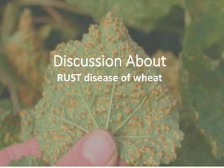 Discussion About
RUST disease of wheat
 