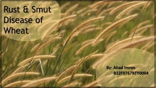 Rust & Smut
Disease of
Wheat
By: Ahad Imran
B22F0767BTY0004
 