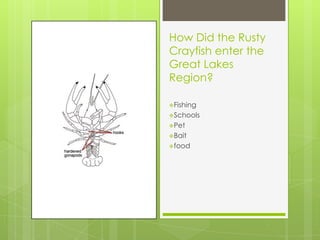 How Did the Rusty
Crayfish enter the
Great Lakes
Region?

Fishing
Schools
Pet
Bait
food
 