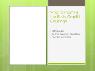 What a=harm is
the Rusty Crayfish
Causing?

Eat fish eggs
Destroy aquatic vegetation
Pinching swimmers
 