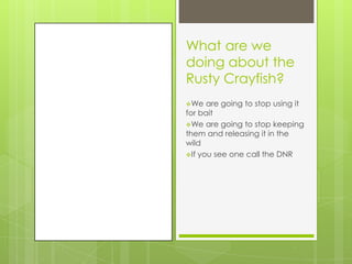 What are we
doing about the
Rusty Crayfish?
We   are going to stop using it
for bait
We are going to stop keeping
them and releasing it in the
wild
If you see one call the DNR
 