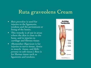 Ruta graveolens Cream ,[object Object],[object Object],[object Object]