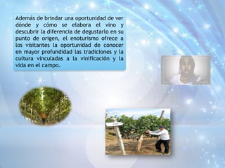 Además de brindar una oportunidad de ver
dónde y cómo se elabora el vino y
descubrir la diferencia de degustarlo en su
punto de origen, el enoturismo ofrece a
los visitantes la oportunidad de conocer
en mayor profundidad las tradiciones y la
cultura vinculadas a la vinificación y la
vida en el campo.
 