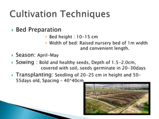  Bed Preparation
 Bed height : 10-15 cm
 Width of bed: Raised nursery bed of 1m width
and convenient length.
 Season: April-May
 Sowing : Bold and healthy seeds, Depth of 1.5-2.0cm,
covered with soil, seeds germinate in 20-30days
 Transplanting: Seedling of 20-25 cm in height and 50-
55days old, Spacing – 40*40cm
 