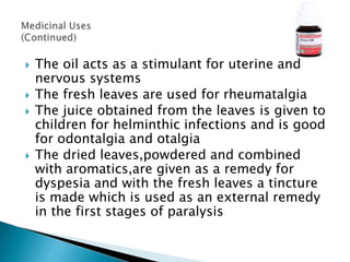  The oil acts as a stimulant for uterine and
nervous systems
 The fresh leaves are used for rheumatalgia
 The juice obtained from the leaves is given to
children for helminthic infections and is good
for odontalgia and otalgia
 The dried leaves,powdered and combined
with aromatics,are given as a remedy for
dyspesia and with the fresh leaves a tincture
is made which is used as an external remedy
in the first stages of paralysis
 