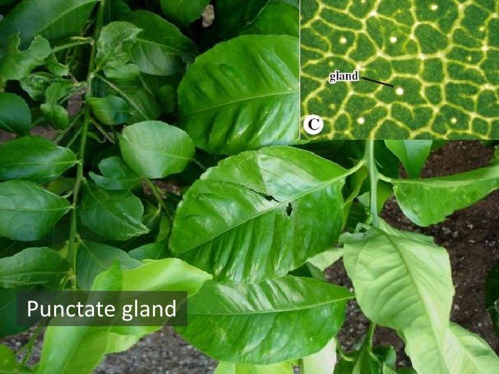rutaceae