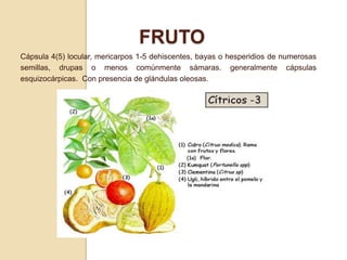 FRUTO
Cápsula 4(5) locular, mericarpos 1-5 dehiscentes, bayas o hesperidios de numerosas
semillas, drupas o menos comúnmente sámaras. generalmente cápsulas
esquizocárpicas. Con presencia de glándulas oleosas.

 