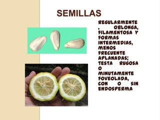 SEMILLAS
Regularmente
,
oblonga,
filamentosa y
formas
intermedias,
menos
frecuente
aplanadas;
testa rugosa
o
minutamente
foveolada,
con
o
sin
endosperma

 