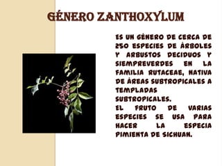 GÉNERO ZANTHOXYLUM
Es un género de cerca de
250 especies de árboles
y arbustos deciduos y
siempreverdes en la
familia Rutaceae, nativa
de áreas subtropicales a
templadas
subtropicales.
El
fruto
de
varias
especies se usa para
hacer
la
especia
pimienta de Sichuan.

 
