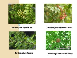 Zanthoxylum piperitum

Zanthoxylum fagara

Zanthoxylum thomasianum

Zanthoxylum beecheyanum

 