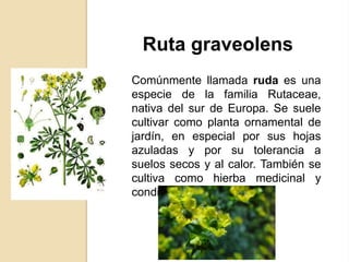 Ruta graveolens
Comúnmente llamada ruda es una
especie de la familia Rutaceae,
nativa del sur de Europa. Se suele
cultivar como planta ornamental de
jardín, en especial por sus hojas
azuladas y por su tolerancia a
suelos secos y al calor. También se
cultiva como hierba medicinal y
condimento.

 
