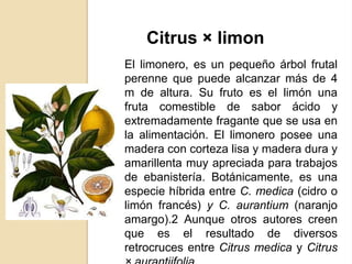 Citrus × limon
El limonero, es un pequeño árbol frutal
perenne que puede alcanzar más de 4
m de altura. Su fruto es el limón una
fruta comestible de sabor ácido y
extremadamente fragante que se usa en
la alimentación. El limonero posee una
madera con corteza lisa y madera dura y
amarillenta muy apreciada para trabajos
de ebanistería. Botánicamente, es una
especie híbrida entre C. medica (cidro o
limón francés) y C. aurantium (naranjo
amargo).2 Aunque otros autores creen
que es el resultado de diversos
retrocruces entre Citrus medica y Citrus

 