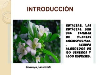 INTRODUCCIÓN
Rutaceae, las
rutáceas, son
una
familia
de
plantas
angiospermas
.
Agrupa
alrededor de
160 géneros y
1.600 especies.
Murraya paniculata

 