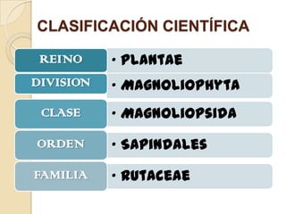 CLASIFICACIÓN CIENTÍFICA
REINO

• Plantae

DIVISION

• Magnoliophyta

CLASE

• Magnoliopsida

ORDEN

• Sapindales

FAMILIA

• Rutaceae

 