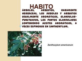 HABITO
Árboles,
arbustos,

raramente
herbáceas, los árboles y arbustos
usualmente aromáticos, glandularpunctuados, los puntos glandulares
conteniendo aceites aromáticos, a
veces espinosos en Zanthoxylum.

Zanthoxylum americanum

 