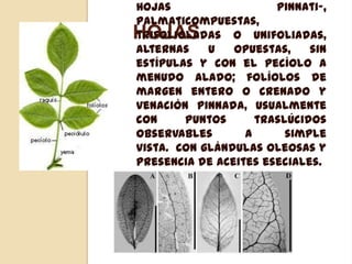 Hojas
pinnati-,
palmaticompuestas,
trifolioladas o unifoliadas,
alternas
u
opuestas,
sin
estípulas y con el pecíolo a
menudo alado; folíolos de
margen entero o crenado y
venación pinnada, usualmente
con
puntos
traslúcidos
observables
a
simple
vista. Con glándulas oleosas y
presencia de aceites eseciales.

HOJAS

 