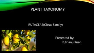PLANT TAXONOMY
RUTACEAE(Citrus Family)
Presented by:
P.Bhanu Kiran
 