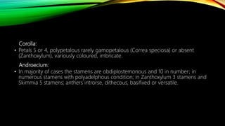 Corolla:
• Petals 5 or 4, polypetalous rarely gamopetalous (Correa speciosa) or absent
(Zanthoxylum), variously coloured, imbricate.
Androecium:
• In majority of cases the stamens are obdiplostemonous and 10 in number; in
numerous stamens with polyadelphous condition; in Zanthoxylum 3 stamens and
Skimmia 5 stamens; anthers introrse, dithecous, basifixed or versatile.
 