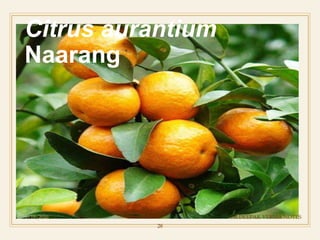 Citrus aurantium
Naarang
5/19/2020
28
DR.DEEPAK VERMA NOTES
 