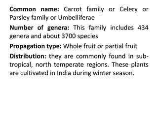 Common name: Carrot family or Celery or
Parsley family or Umbelliferae
Number of genera: This family includes 434
genera and about 3700 species
Propagation type: Whole fruit or partial fruit
Distribution: they are commonly found in sub-
tropical, north temperate regions. These plants
are cultivated in India during winter season.
 