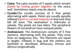 • Calyx: The calyx consists of 5 sepals which remain
joined by having grown together to the ovary
wall. Sometimes sepals may be absent.
• Corolla:The corolla consists of 5 free petals
alternating with sepals. Petals are usually apically
inflexed (bent or curved inwards) in bud and they
fall off soon. The aestivation is imbricate or
valvate. The petals are two lobes. The peripheral
flowers of Coriandrum have unequal petals.
• Androecium: The Androecium consists of 5 free
stamens, alternating with the petals. They arise
from an epigynous disc. The filaments are equal
in length, inflexed in bug and the anthers are
basifixed or dorsifixed, dithecous, introse and
dehisce longitudinally.
 