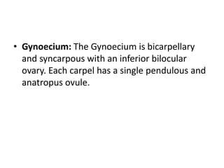• Gynoecium: The Gynoecium is bicarpellary
and syncarpous with an inferior bilocular
ovary. Each carpel has a single pendulous and
anatropus ovule.
 