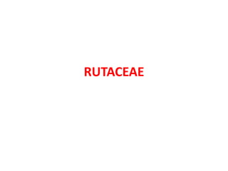 RUTACEAE
 
