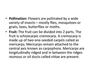 • Pollination: Flowers are pollinated by a wide
variety of insects – mostly flies, mosquitoes or
gnats, bees, butterflies or moths.
• Fruit: The fruit can be divided into 2 parts. The
fruit is schizocarpic cremocarp. A cremocarp is
made up of two one-seeded carpels called as
mericarps. Mericarps remain attached to the
central axis known as carpophore. Mericarps are
longitudinally ridged and in between the ridges
resinous or oil ducts called vittae are present.
 